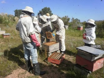 COOPERATIVA CALPROMI (SEDE APICULTORES) 