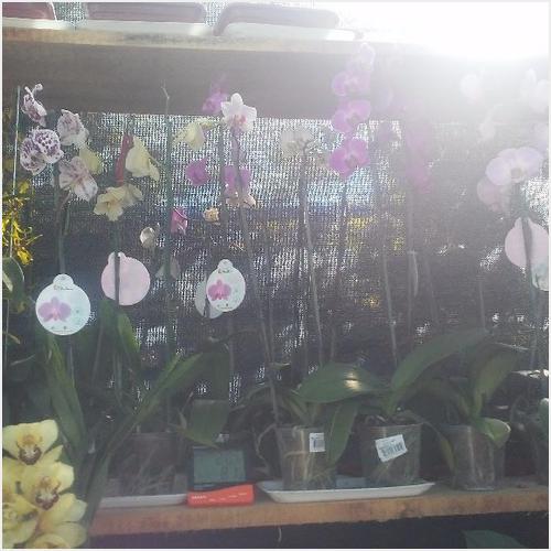 Plantas MT VIVERO MT