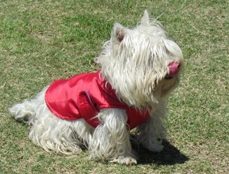 CLÍNICA VETERINRIA MEDIVET 