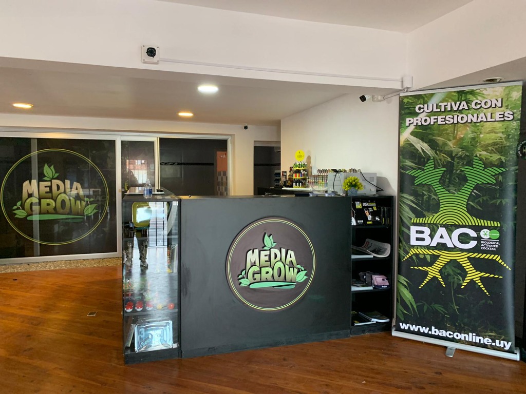 MEDIAGROW PUNTA  