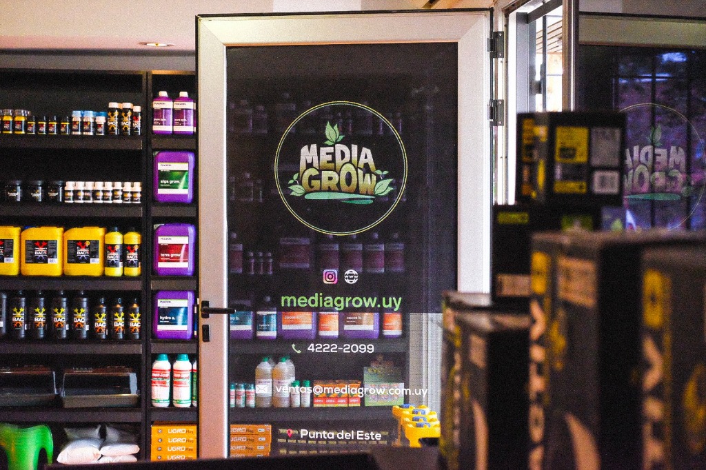 MEDIAGROW PUNTA  