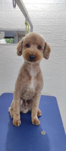 PELUQUERÍA PEQUEÑO PET 