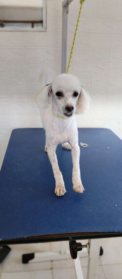 PELUQUERÍA PEQUEÑO PET 