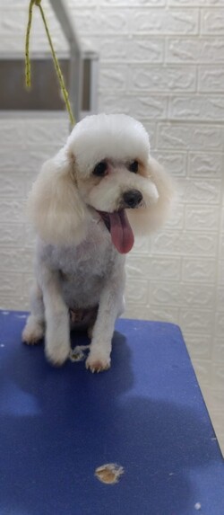 PELUQUERÍA PEQUEÑO PET 