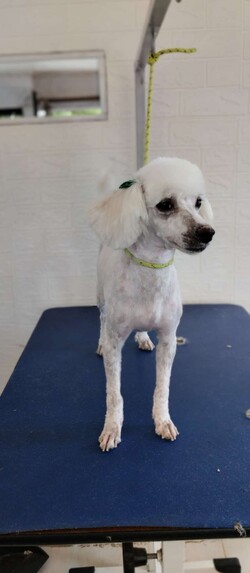 PELUQUERÍA PEQUEÑO PET 