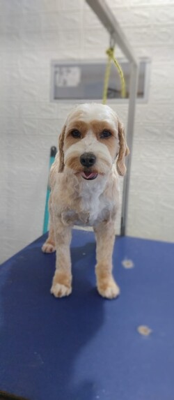 PELUQUERÍA PEQUEÑO PET 