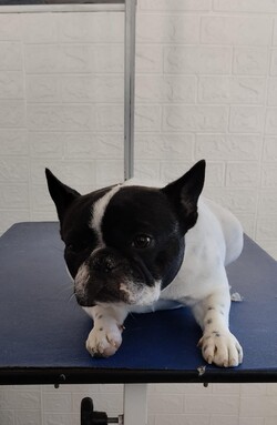 PELUQUERÍA PEQUEÑO PET 