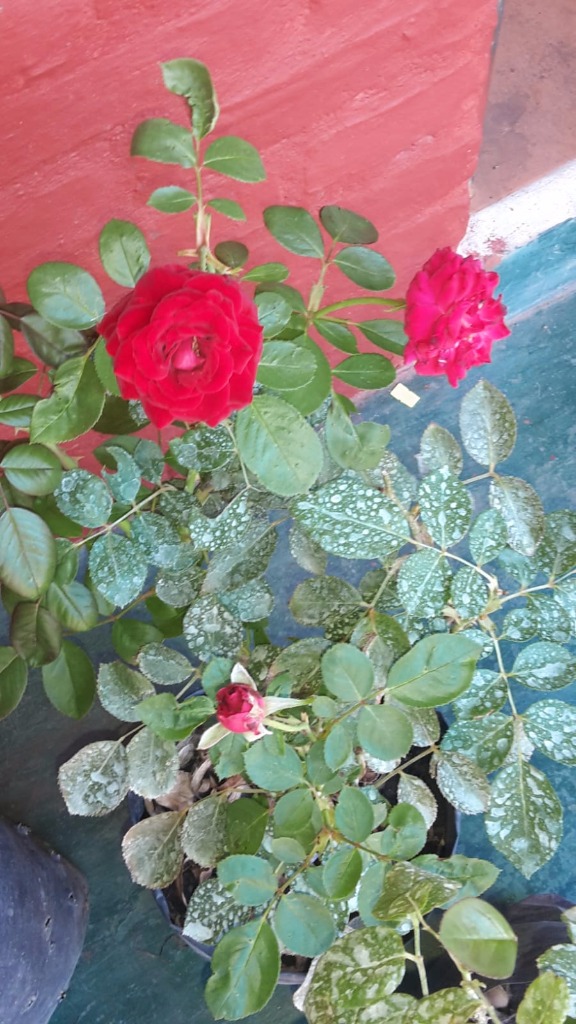 AGROPECUARIA CENTRO VERDE  