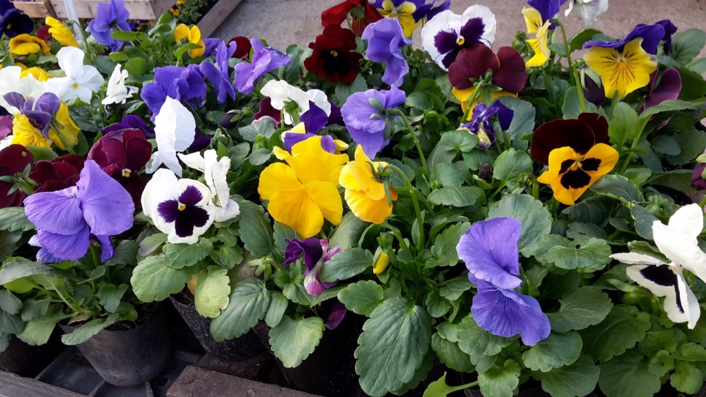 AGROPECUARIA CENTRO VERDE  