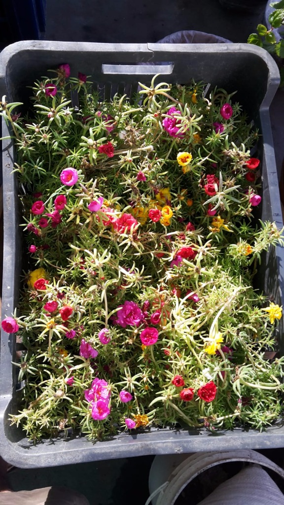 AGROPECUARIA CENTRO VERDE  