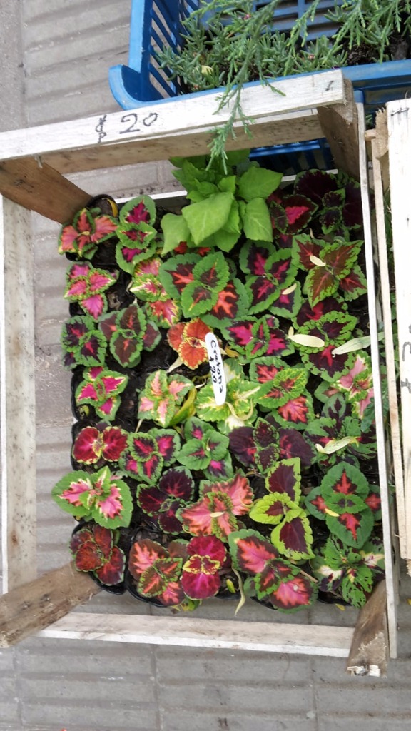 AGROPECUARIA CENTRO VERDE  