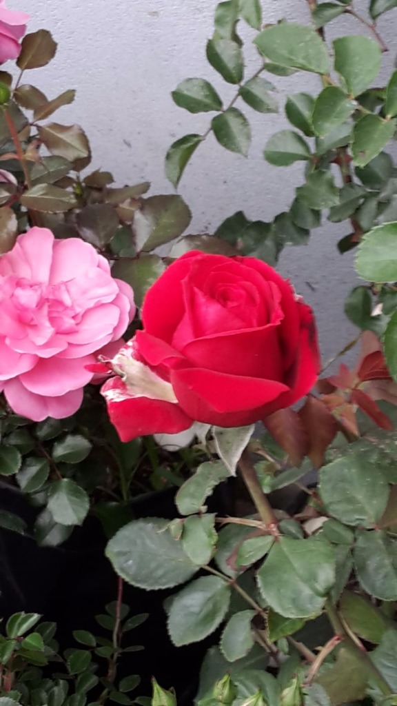 AGROPECUARIA CENTRO VERDE  