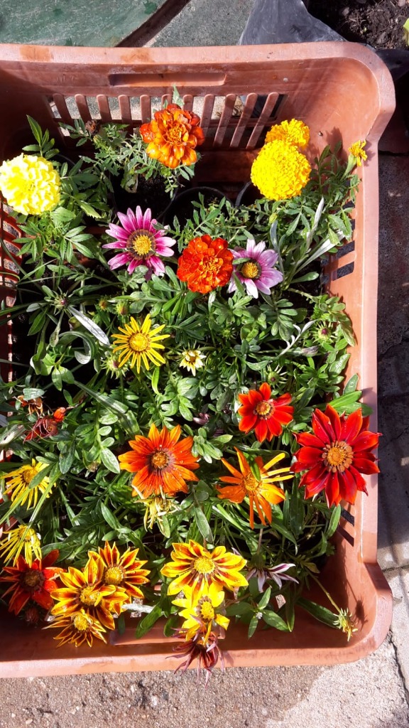 AGROPECUARIA CENTRO VERDE  