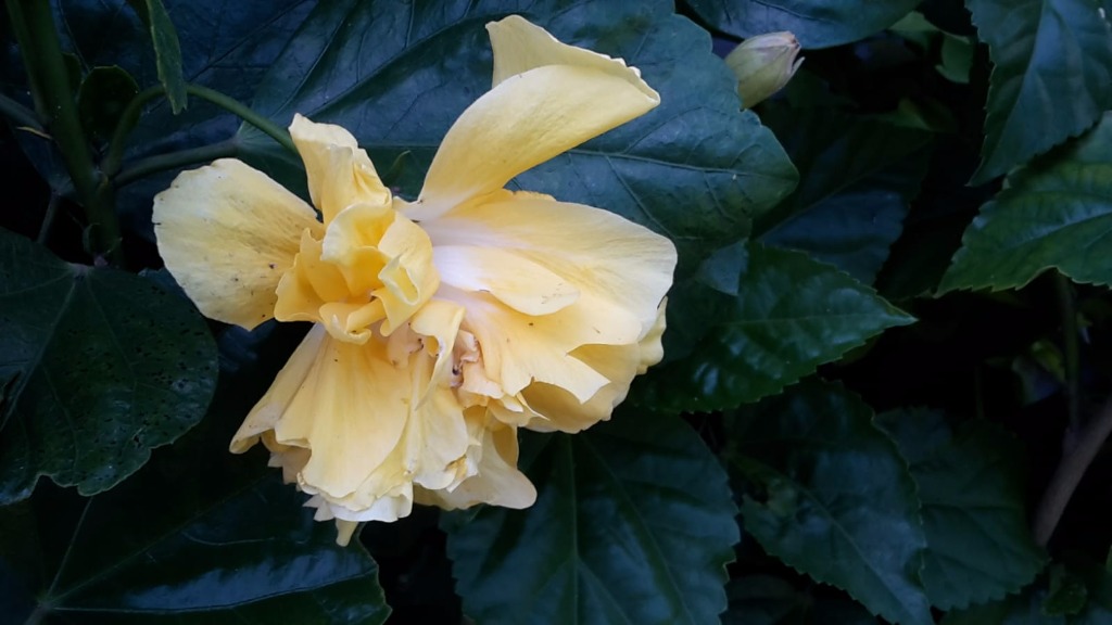 AGROPECUARIA CENTRO VERDE  