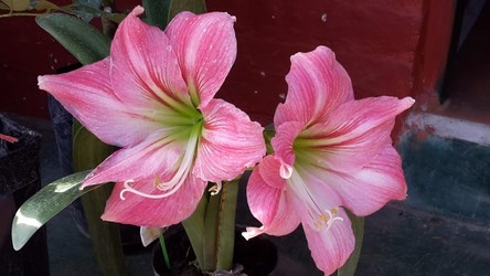 AGROPECUARIA CENTRO VERDE 