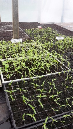 AGROPECUARIA CENTRO VERDE 