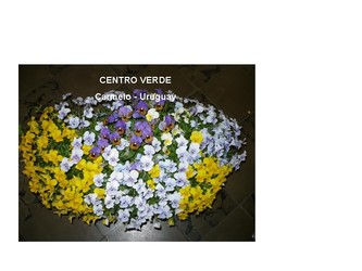 AGROPECUARIA CENTRO VERDE 