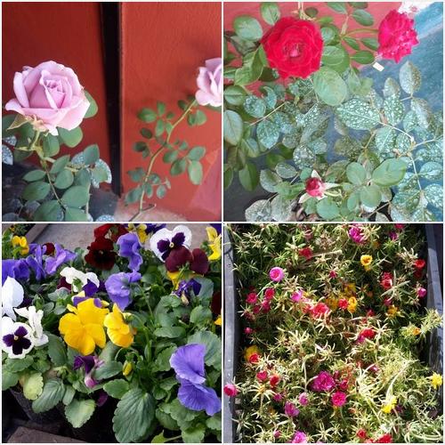 Flores de nuestro vivero AGROPECUARIA CENTRO VERDE