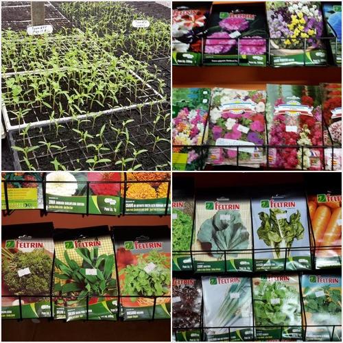 Semillas y plantines AGROPECUARIA CENTRO VERDE