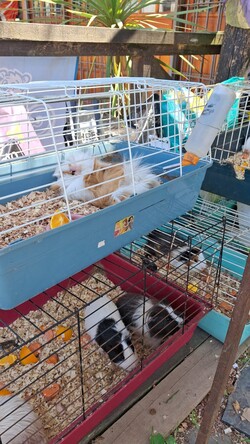 PET LANDIA PET´S LANDIA