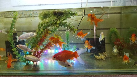 PET LANDIA PET´S LANDIA