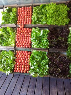 MERCADO VIENTOS DEL SUR 