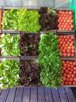 MERCADO VIENTOS DEL SUR 