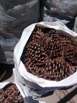 LEÑERA CARRASCO Aviva fuegos ; piñas