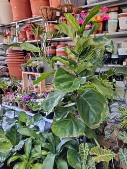 EL JARDÍN DE LA ABUELA VIVERO 