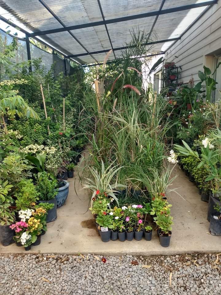 VIVERO PUNTA GORDA  Variedad de plantas de interior y exterior para em