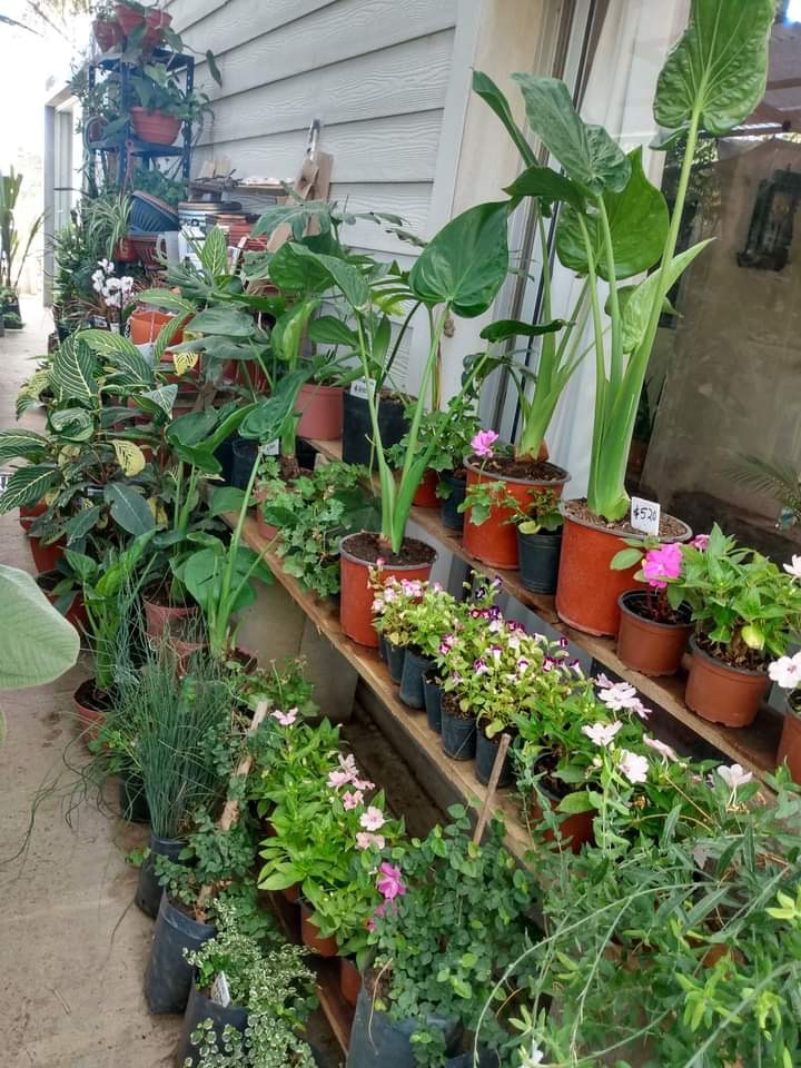 VIVERO PUNTA GORDA  Variedad de plantas de interior y exterior para em