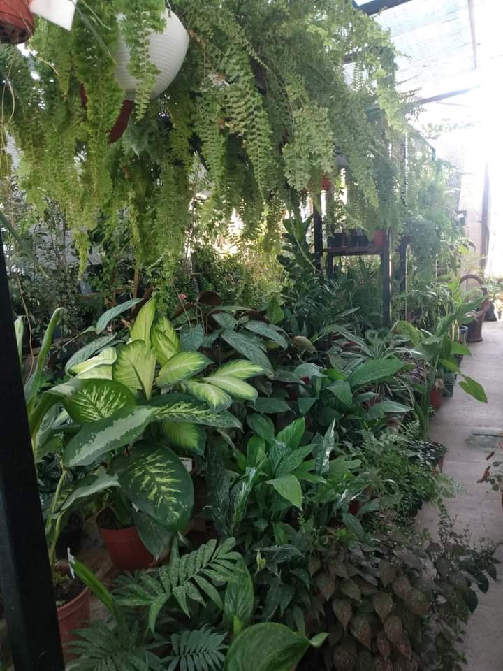 VIVERO PUNTA GORDA  Variedad de plantas de interior y exterior para em