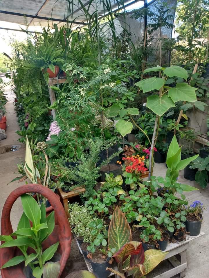 VIVERO PUNTA GORDA  Variedad de plantas de interior y exterior para em