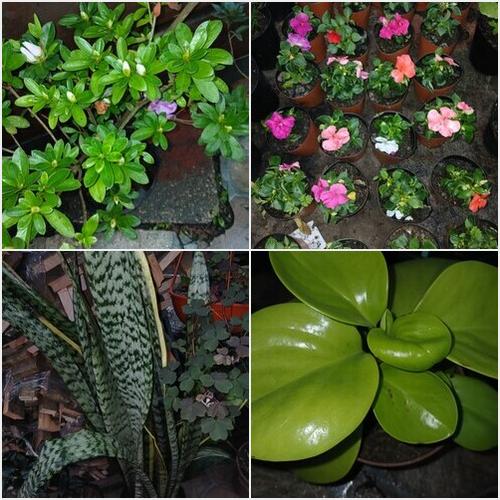 Nuevos ingresos El Jardín de Gaby