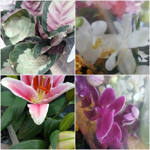 Nuevos ingresos El Jardín de Gaby