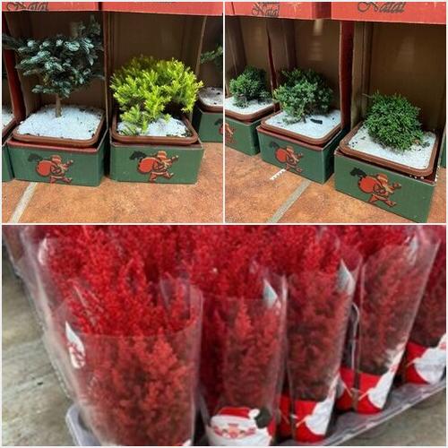 Novedades Navideña El Jardín de Gaby