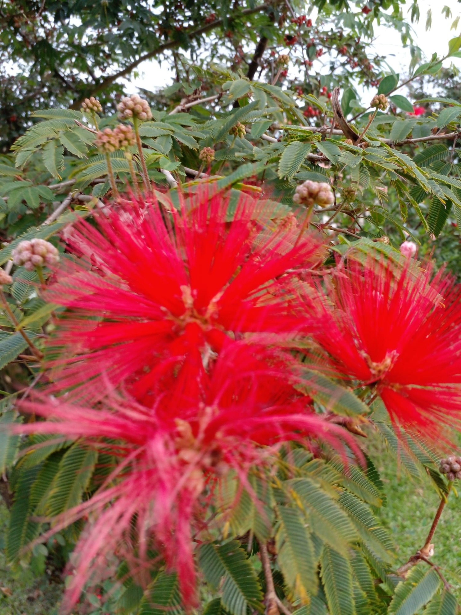 GUSTAVO CORAZA SERVICE  