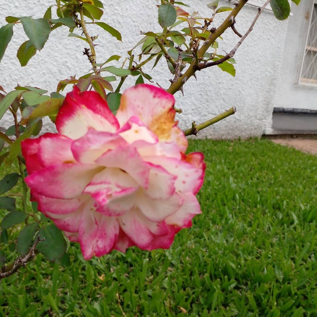 GUSTAVO CORAZA SERVICE  