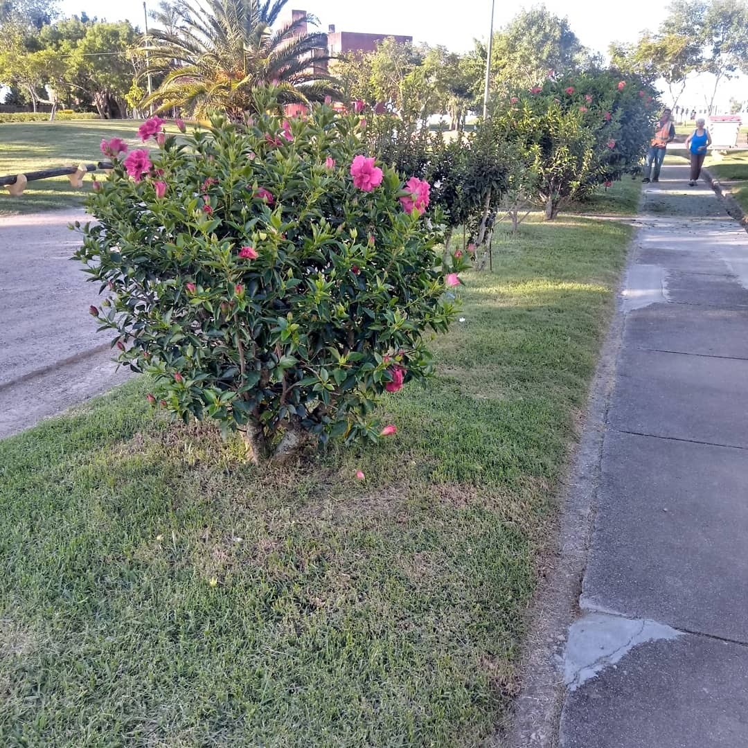 GUSTAVO CORAZA SERVICE  