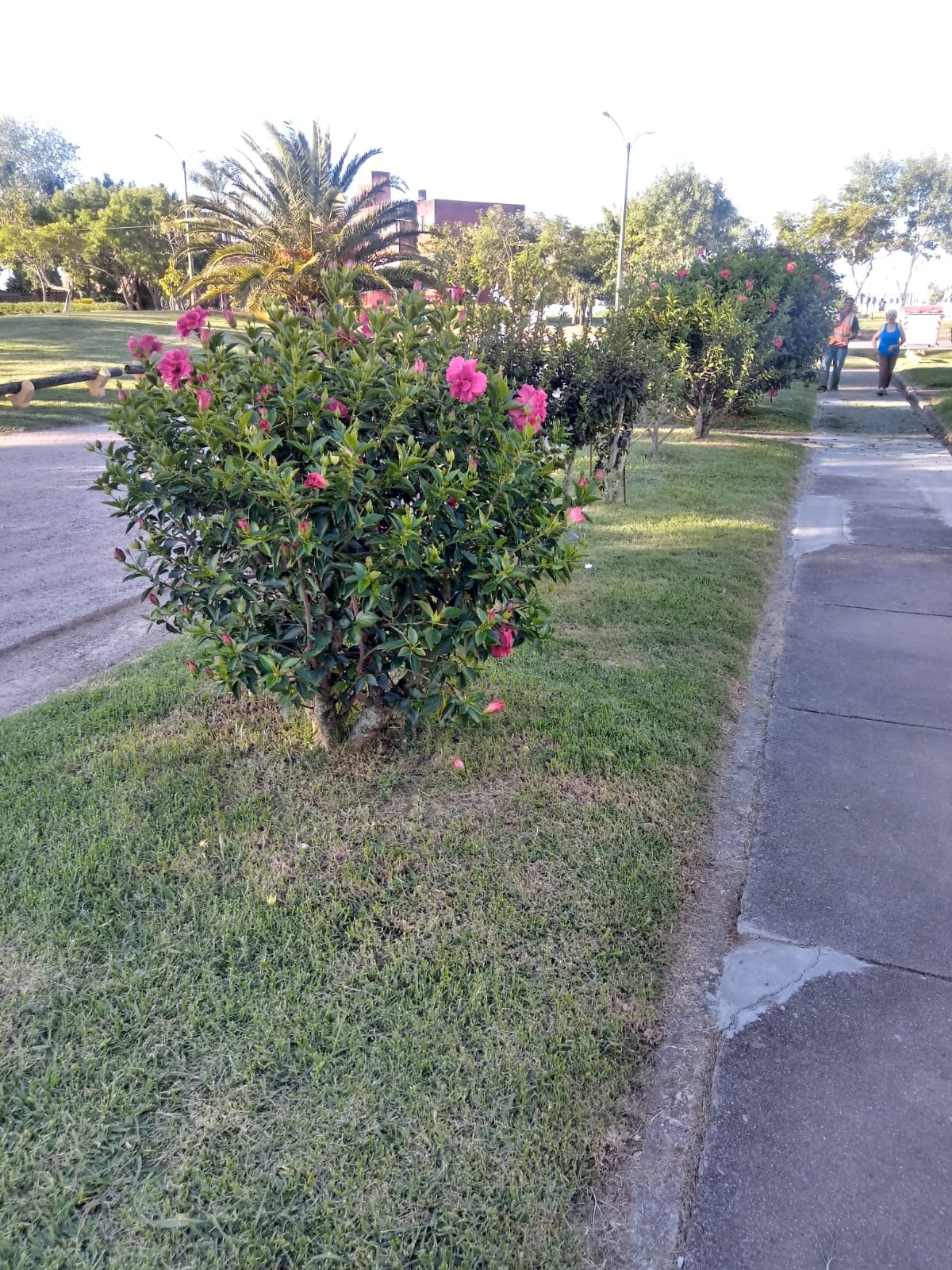 GUSTAVO CORAZA SERVICE  