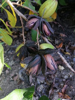 DE TALLOS Y SEMILLAS - VIVERO EL AMANECER 