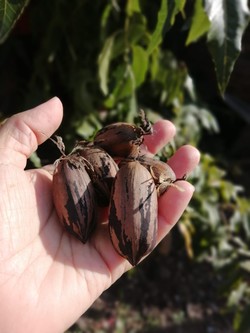 DE TALLOS Y SEMILLAS - VIVERO EL AMANECER 