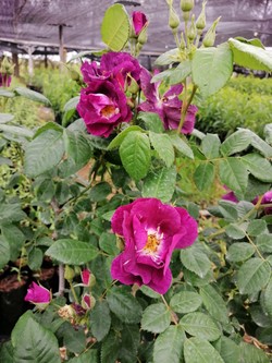 DE TALLOS Y SEMILLAS - VIVERO EL AMANECER 