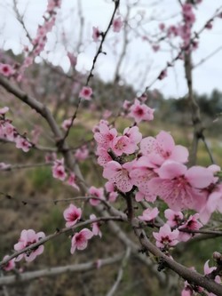 DE TALLOS Y SEMILLAS - VIVERO EL AMANECER 