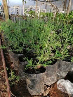 DE TALLOS Y SEMILLAS - VIVERO EL AMANECER 