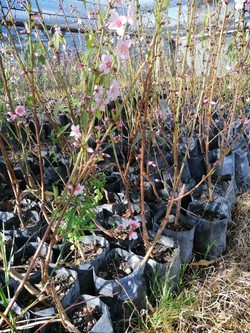 DE TALLOS Y SEMILLAS - VIVERO EL AMANECER 