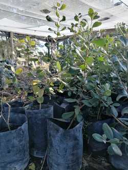 DE TALLOS Y SEMILLAS - VIVERO EL AMANECER 