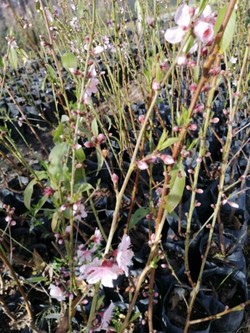 DE TALLOS Y SEMILLAS - VIVERO EL AMANECER 