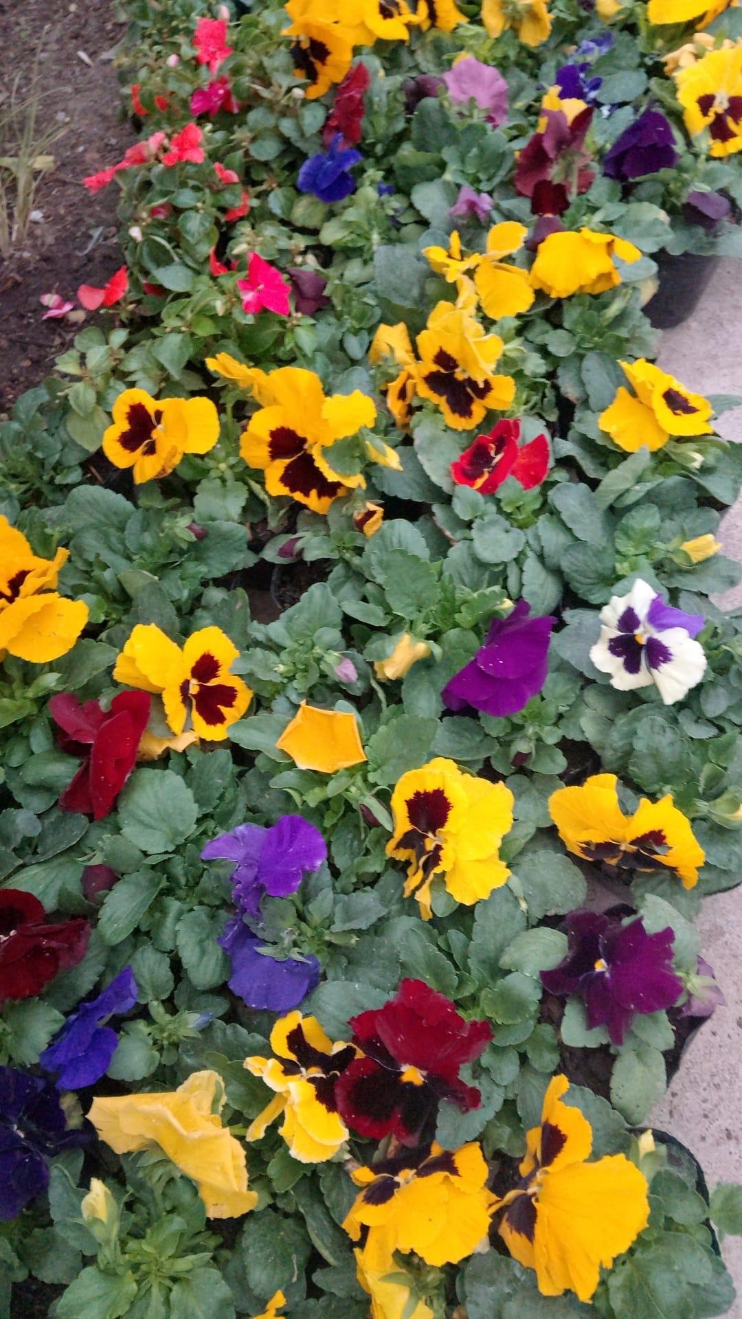 VIVERO LAS ALEGRÍAS  