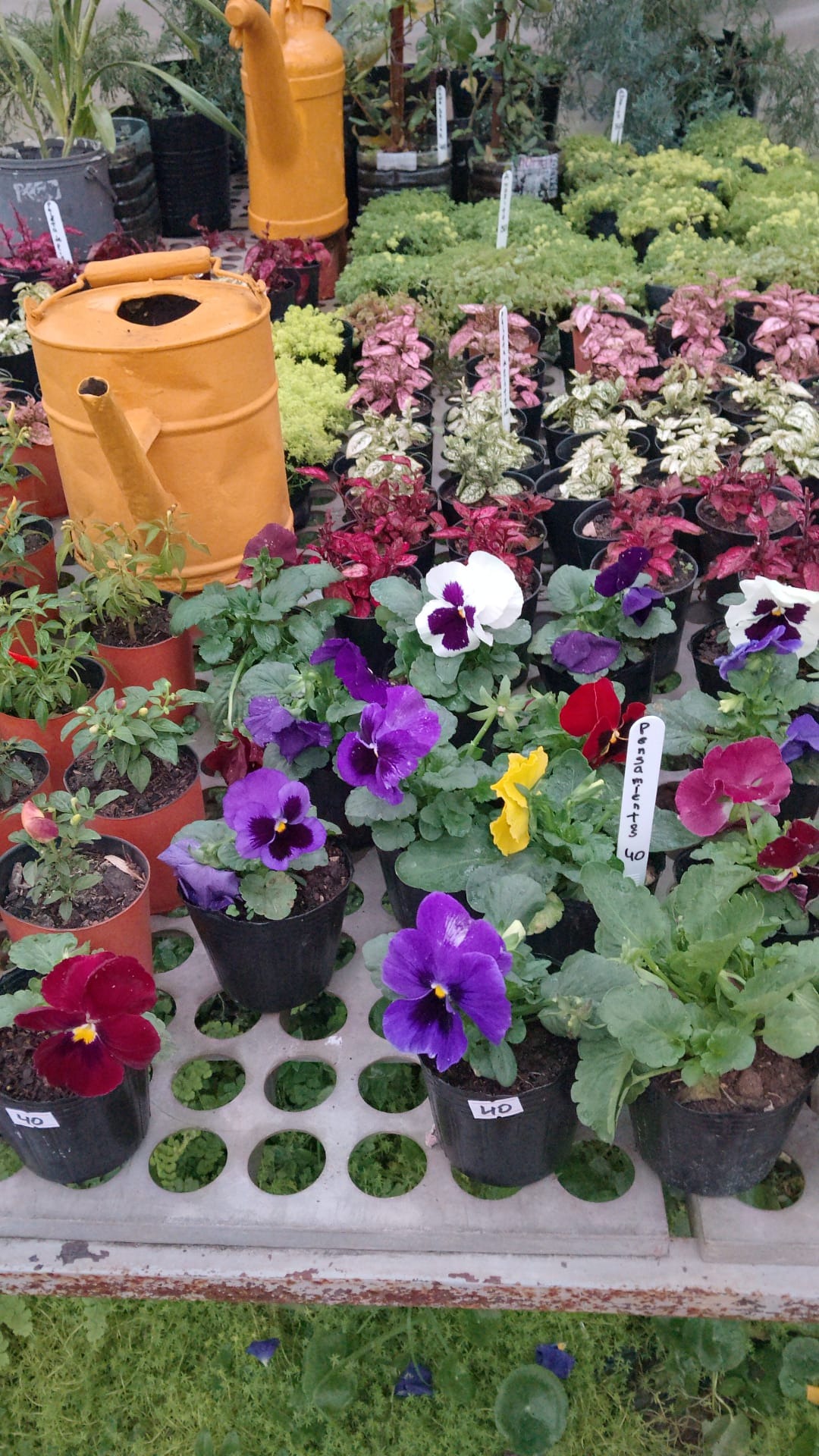 VIVERO LAS ALEGRÍAS  